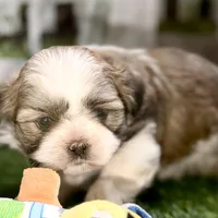 Silas, a male Shih Tzu for sale in Sturgis, MI – Photo 7 of 10