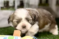 Silas, a male Shih Tzu for sale in Sturgis, MI – Photo 7 of 10