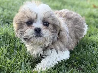 Silas, a male Shih Tzu for sale in Sturgis, MI – Photo 3 of 10