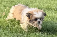 Silas, a male Shih Tzu for sale in Sturgis, MI – Photo 7 of 10