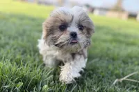 Silas, a male Shih Tzu for sale in Sturgis, MI – Photo 4 of 10