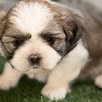 Silas, a male Shih Tzu for sale in Sturgis, MI – Photo 3 of 10