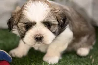 Silas, a male Shih Tzu for sale in Sturgis, MI – Photo 3 of 10