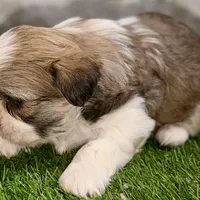 Silas, a male Shih Tzu for sale in Sturgis, MI – Photo 8 of 10