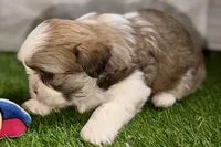 Silas, a male Shih Tzu for sale in Sturgis, MI – Photo 8 of 10