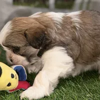 Silas, a male Shih Tzu for sale in Sturgis, MI – Photo 9 of 10