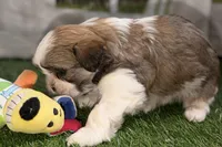 Silas, a male Shih Tzu for sale in Sturgis, MI – Photo 9 of 10