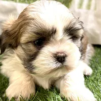 Silas, a male Shih Tzu for sale in Sturgis, MI – Photo 4 of 10