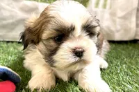 Silas, a male Shih Tzu for sale in Sturgis, MI – Photo 4 of 10