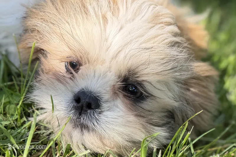 Silas – Shih Tzu puppy for sale in Sturgis, MI