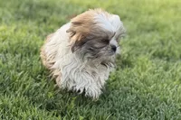 Silas, a male Shih Tzu for sale in Sturgis, MI – Photo 5 of 10