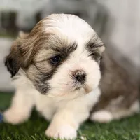Silas, a male Shih Tzu for sale in Sturgis, MI – Photo 6 of 10