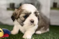 Silas, a male Shih Tzu for sale in Sturgis, MI – Photo 6 of 10