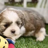 Silas, a male Shih Tzu for sale in Sturgis, MI – Photo 5 of 10