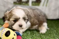 Silas, a male Shih Tzu for sale in Sturgis, MI – Photo 5 of 10