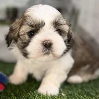 Silas, a male Shih Tzu for sale in Sturgis, MI – Photo 1 of 10