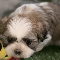 Silas, a male Shih Tzu for sale in Sturgis, MI – Photo 2 of 10