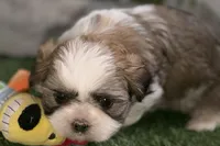 Silas, a male Shih Tzu for sale in Sturgis, MI – Photo 2 of 10