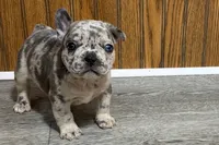 Quinn, a female French Bulldog for sale in Sturgis, MI – 5 of 10