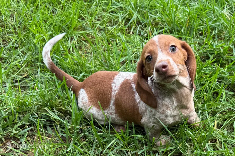 Martha  – Dachshund puppy for sale in Sturgis, MI