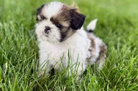 Velvet, a female Shih Tzu for sale in Sturgis, MI – 10 of 10
