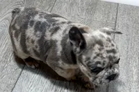 Quinn, a female French Bulldog for sale in Sturgis, MI – 9 of 10