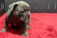 Lionel, a male French Bulldog for sale in Sturgis, MI – 5 of 10