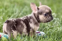 April, a female French Bulldog for sale in Sturgis, MI – 8 of 9