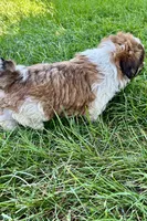 Idol, a male Shih Tzu for sale in Sturgis, MI – 8 of 8