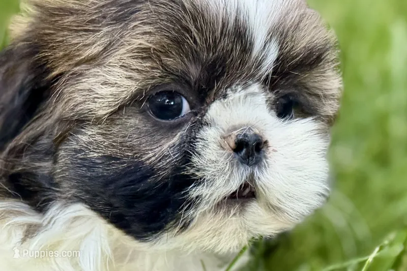 Vail – Shih Tzu puppy for sale in Sturgis, MI