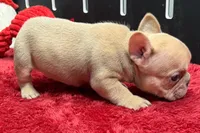 Walter, a male French Bulldog for sale in Sturgis, MI – 8 of 9