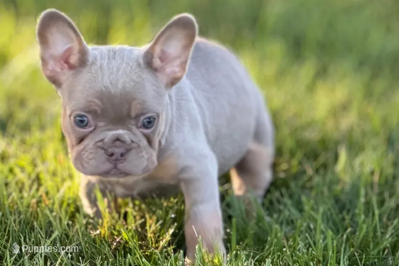Babe – French Bulldog puppy for sale in Sturgis, MI