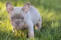 Babe, a female French Bulldog for sale in Sturgis, MI – 1 of 10