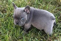 Alan, a male French Bulldog for sale in Sturgis, MI – 5 of 10