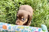 Wiggles, a female Dachshund for sale in Sturgis, MI – 6 of 10