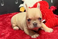 Walter, a male French Bulldog for sale in Sturgis, MI – 7 of 9