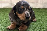 processed/17c98f99-cbbe-4d46-8231-b634a8c9325f/listing/9b970c16-e723-4367-9bb9-975935160e03/a9fd8a49-bec2-4d51-9dcc-aa3aabba1454