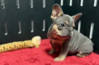 Nova, a female French Bulldog for sale in Sturgis, MI – 4 of 9
