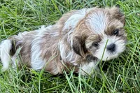 Irv, a male Shih Tzu for sale in Sturgis, MI – 5 of 6