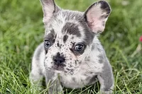 Zoey, a female French Bulldog for sale in Sturgis, MI – 6 of 10