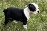 Nyla, a female Boston Terrier for sale in Sturgis, MI – 3 of 10