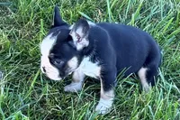 Cookie, a female French Bulldog for sale in Sturgis, MI – 2 of 10