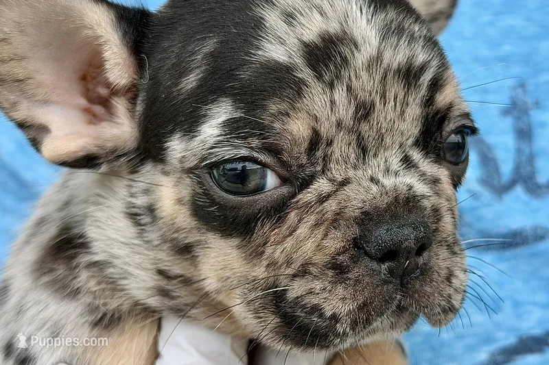 Tiny – French Bulldog puppy on hold in Sturgis, MI