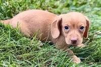 Wilson, a male Dachshund for sale in Sturgis, MI – 7 of 10
