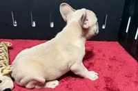 Luke, a male French Bulldog for sale in Sturgis, MI – 6 of 10