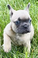 Knox, a male French Bulldog for sale in Sturgis, MI – 8 of 10