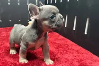Willow, a female French Bulldog for sale in Sturgis, MI – 10 of 10