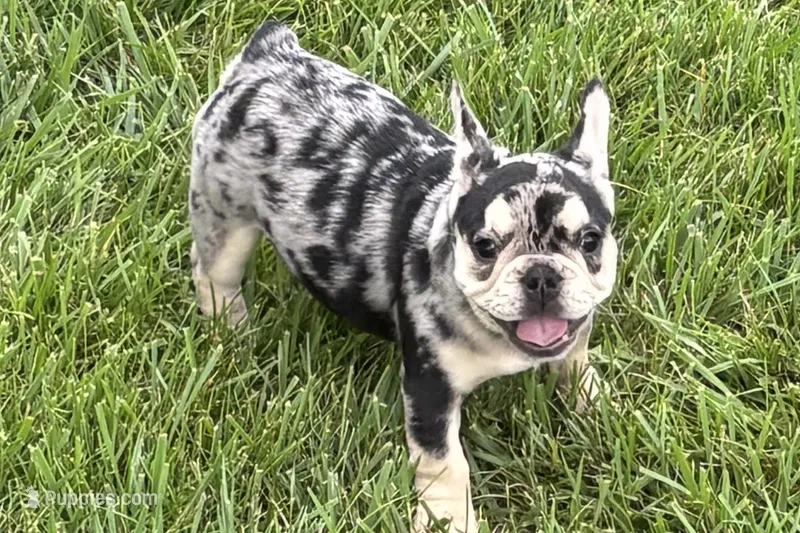 Abby – French Bulldog puppy for sale in Sturgis, MI