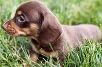 Wiggles , a female Dachshund for sale in Sturgis, MI – 6 of 7