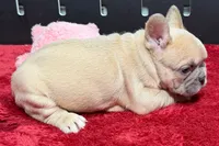 Wesley , a male French Bulldog for sale in Sturgis, MI – 8 of 9
